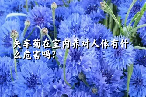 矢车菊在室内养对人体有什么危害吗？