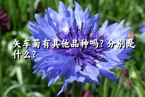 矢车菊有其他品种吗？分别是什么？