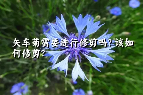 矢车菊需要进行修剪吗？该如何修剪？