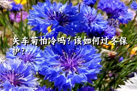 矢车菊怕冷吗？该如何过冬保护？