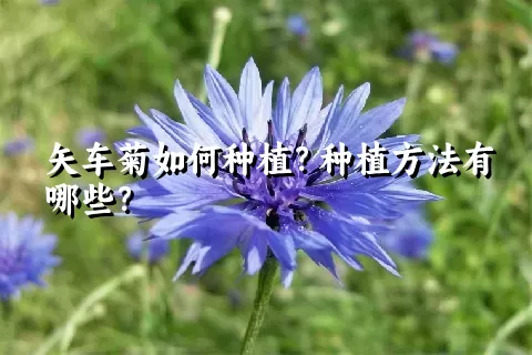 矢车菊如何种植？种植方法有哪些？