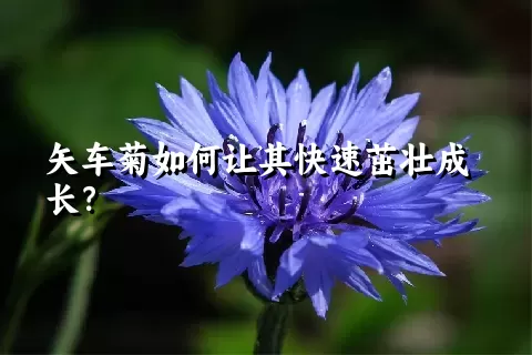 矢车菊如何让其快速茁壮成长？