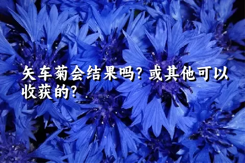 矢车菊会结果吗？或其他可以收获的？