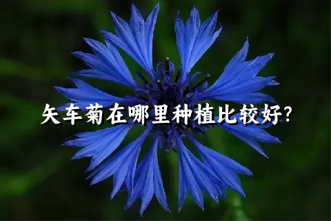 矢车菊在哪里种植比较好？