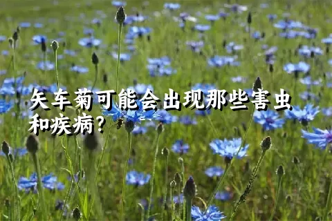 矢车菊可能会出现那些害虫和疾病？