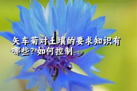 矢车菊对土壤的要求知识有哪些？如何控制