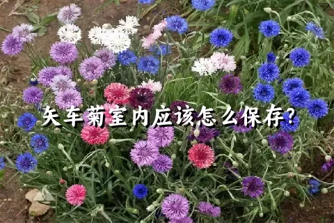 矢车菊室内应该怎么保存？