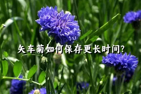 矢车菊如何保存更长时间？