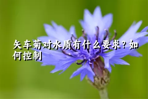 矢车菊对水质有什么要求？如何控制