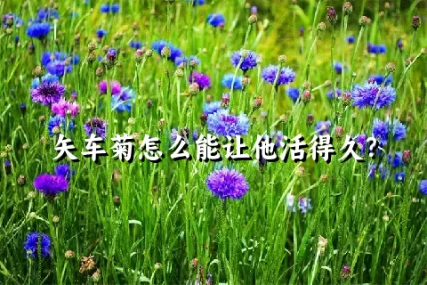 矢车菊怎么能让他活得久？