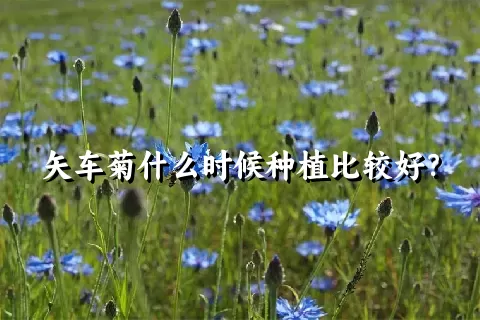 矢车菊什么时候种植比较好？