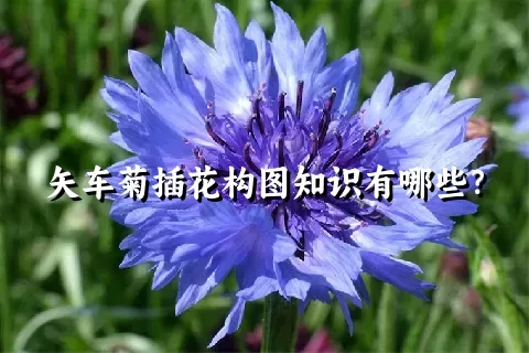 矢车菊插花构图知识有哪些？