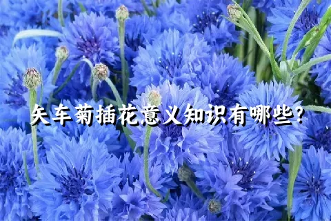 矢车菊插花意义知识有哪些？