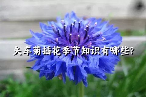 矢车菊插花季节知识有哪些？