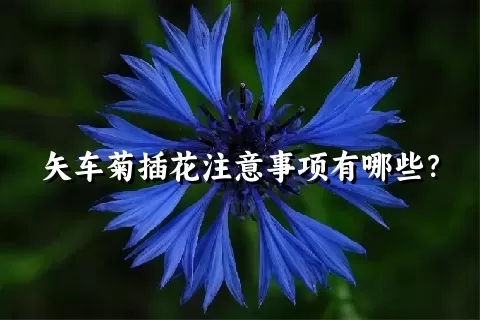 矢车菊插花注意事项有哪些？