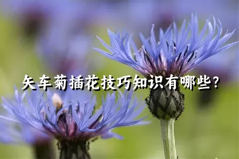 矢车菊插花技巧知识有哪些？