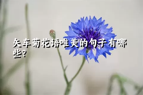 矢车菊花语唯美的句子有哪些？