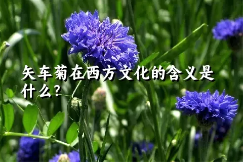 矢车菊在西方文化的含义是什么？