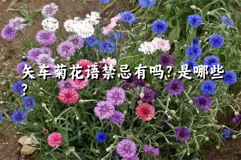 矢车菊花语禁忌有吗？是哪些？