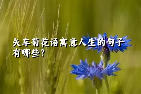 矢车菊花语寓意人生的句子有哪些？