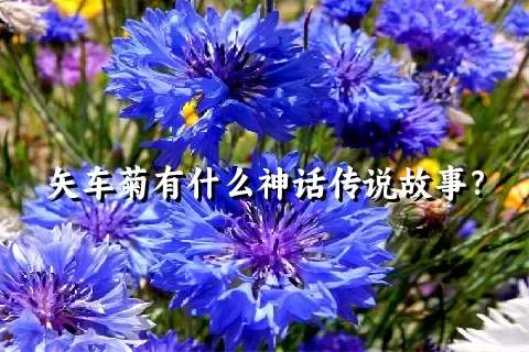 矢车菊有什么神话传说故事？