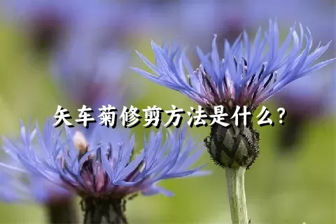 矢车菊修剪方法是什么？