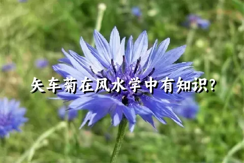 矢车菊在风水学中有知识？