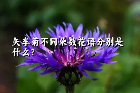 矢车菊不同朵数花语分别是什么？