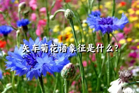 矢车菊花语象征是什么？