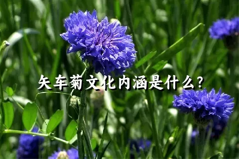 矢车菊文化内涵是什么？