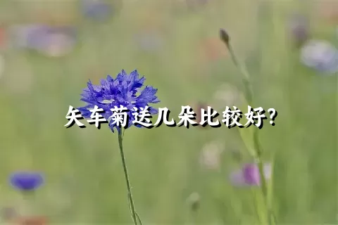 矢车菊送几朵比较好？