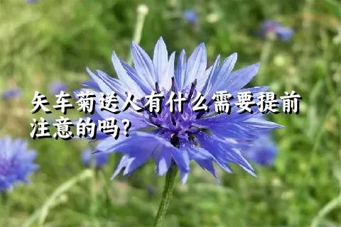 矢车菊送人有什么需要提前注意的吗？