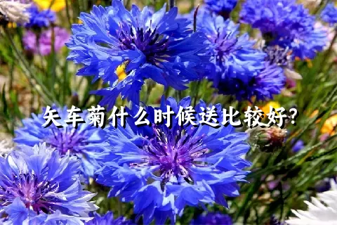 矢车菊什么时候送比较好？