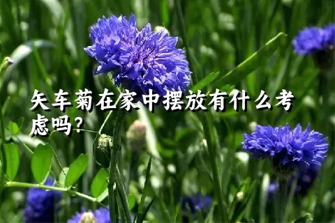 矢车菊在家中摆放有什么考虑吗？