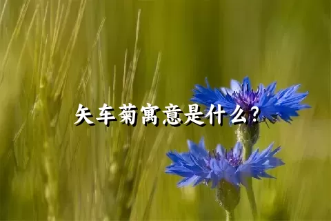 矢车菊寓意是什么？