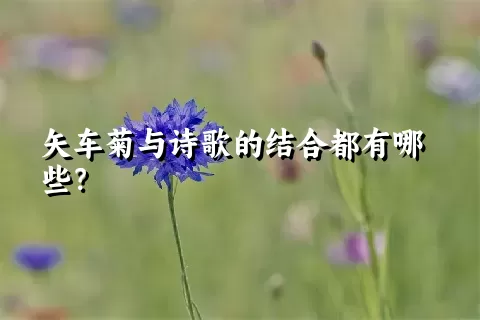 矢车菊与诗歌的结合都有哪些？