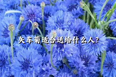 矢车菊适合送给什么人？