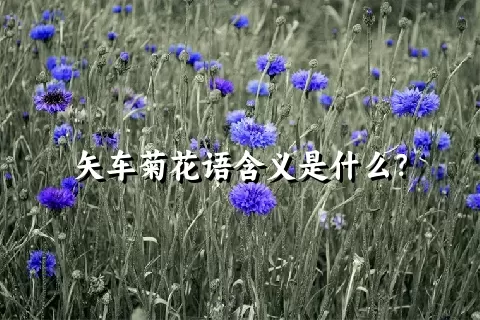 矢车菊花语含义是什么？