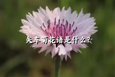 矢车菊花语是什么？