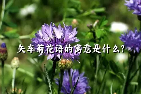 矢车菊花语的寓意是什么？