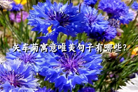 矢车菊寓意唯美句子有哪些？