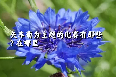 矢车菊为主题的比赛有那些？在哪里