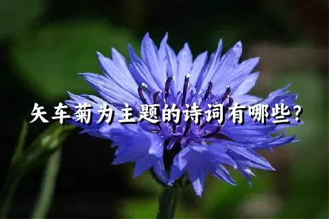 矢车菊为主题的诗词有哪些？