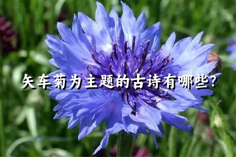 矢车菊为主题的古诗有哪些？