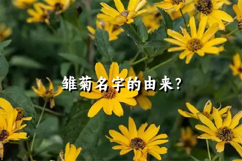 雏菊名字的由来？