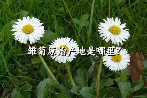 雏菊原始产地是哪里？