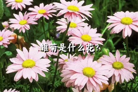 雏菊是什么花？