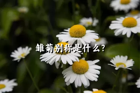 雏菊别称是什么？