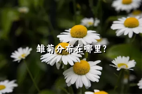 雏菊分布在哪里?