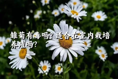 雏菊有毒吗？适合在室内栽培养殖吗？